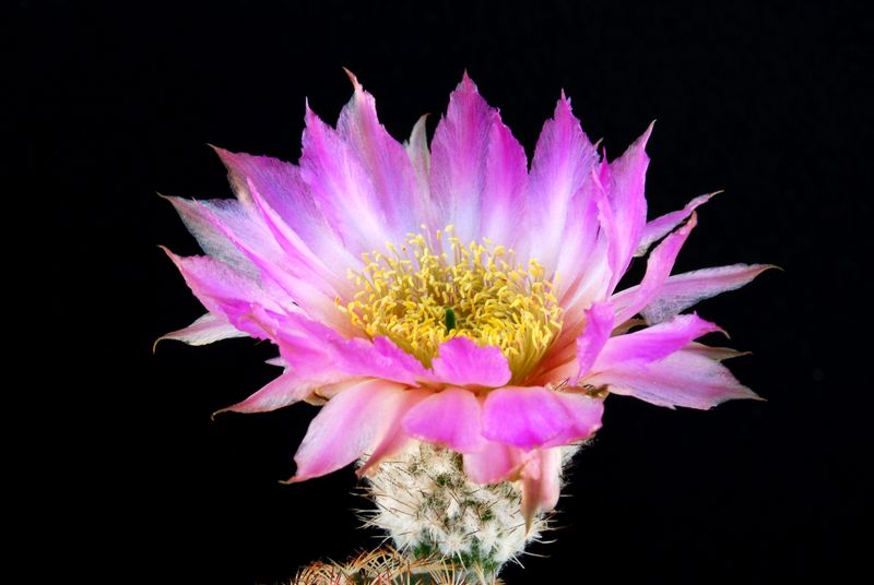 Echinocereus reichenbachii 