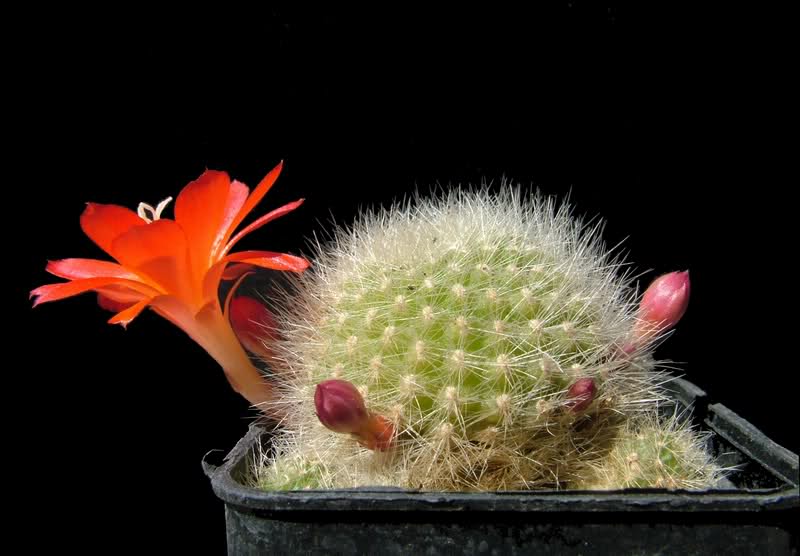 Rebutia senilis 