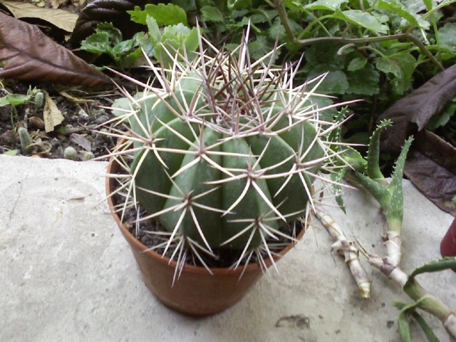 6 melocactus ? 