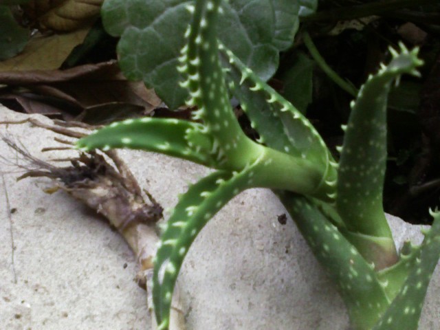1 aloe ? 