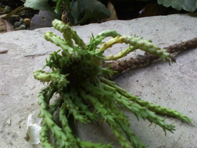 3 euphorbia pugniformis ? 