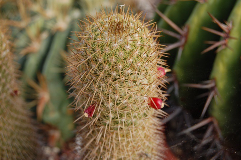 Mammillaria eriacantha REP 928