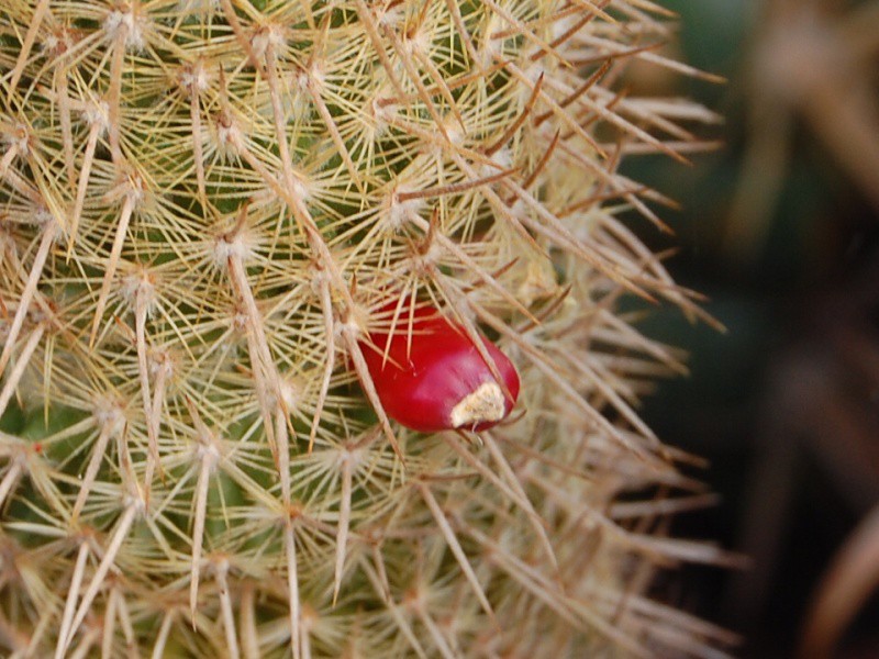 Mammillaria eriacantha REP 928