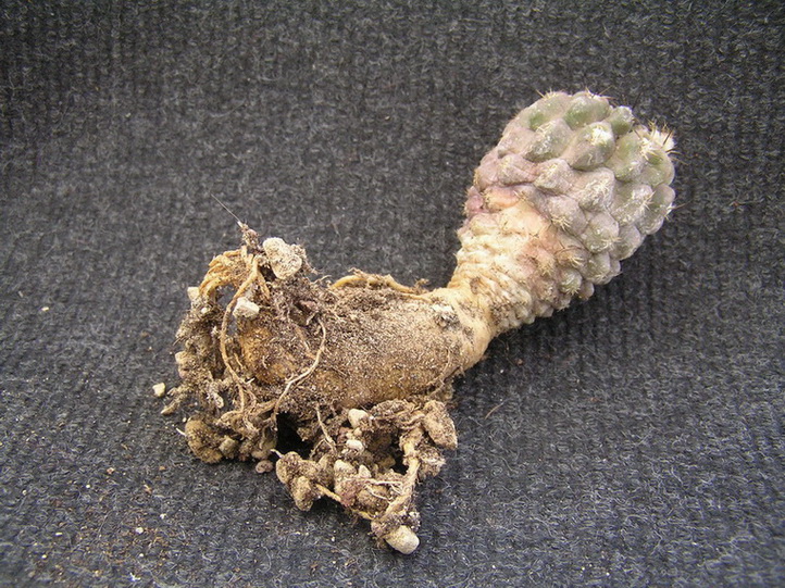 Eriosyce occulta 