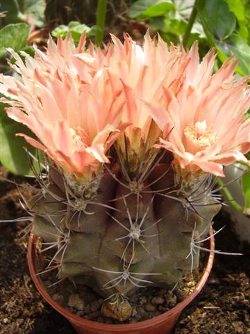 Pyrrhocactus jussieui 