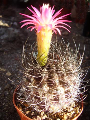 Neoporteria multicolor 