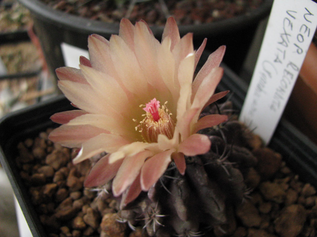 Neoporteria recondita v. vexata 