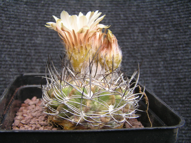 Eriosyce taltalensis 