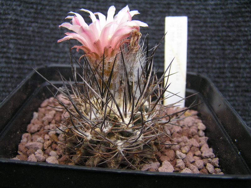 eriosyce taltalensis ssp. pygmaea