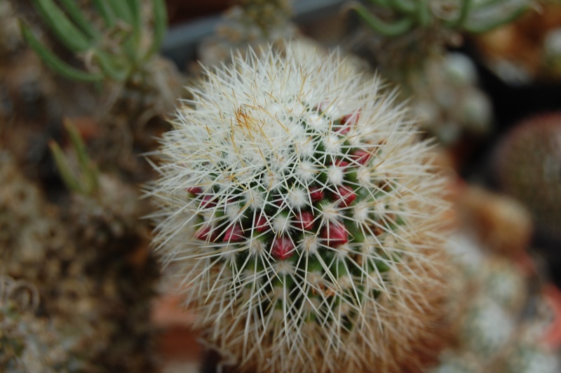 Mammillaria backebergiana ssp. ernestii v. albispina 