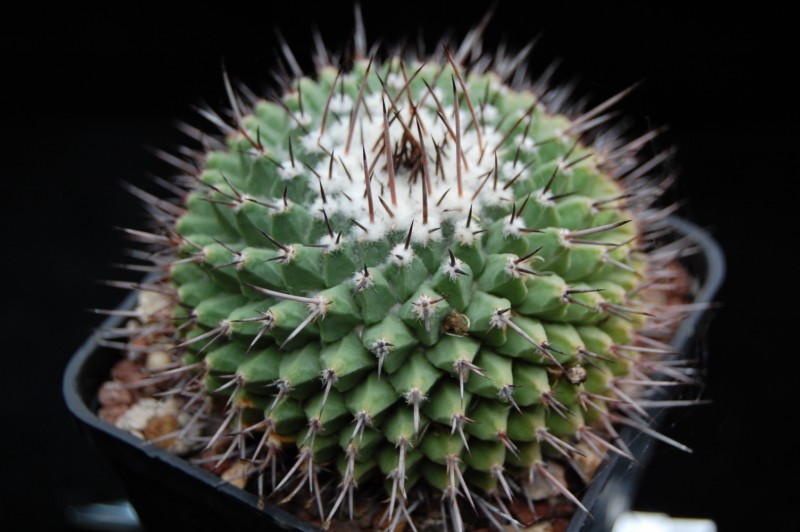 Mammillaria erythra 