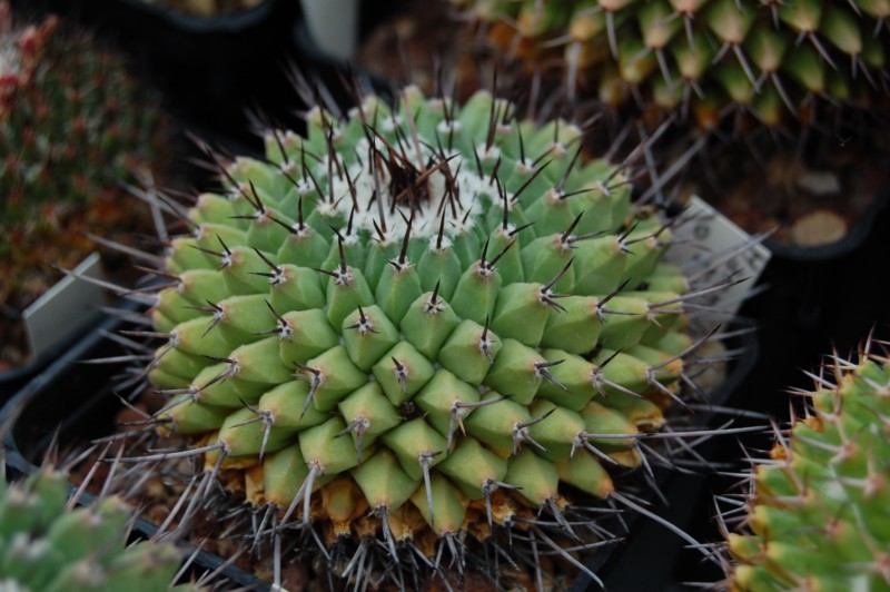 Mammillaria erythra 