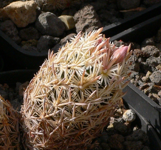 Escobaria minima 