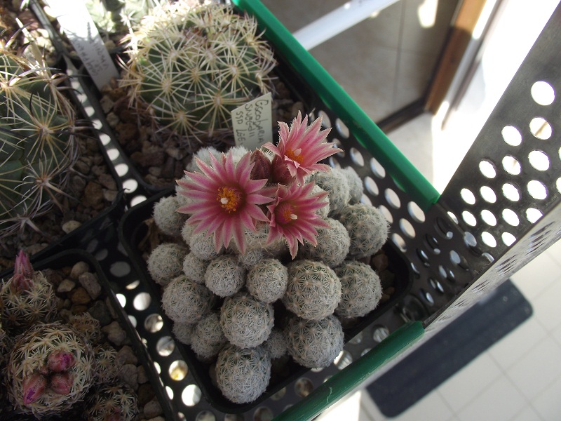 Escobaria sneedii ssp. leei 