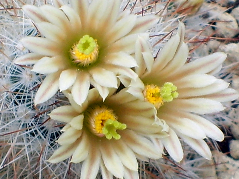 Escobaria dasyacantha 
