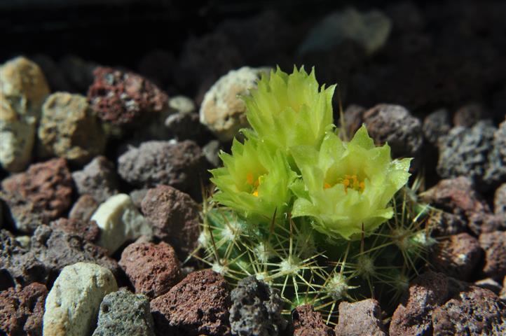 Escobaria cubensis 