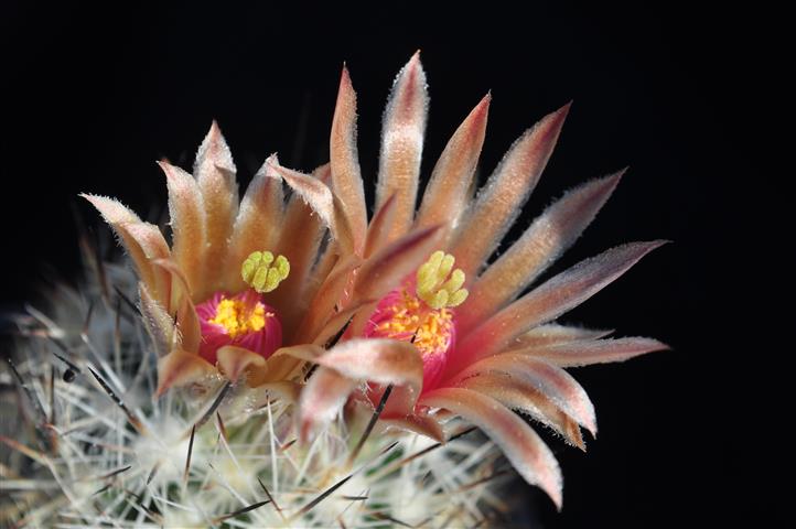 Escobaria emskoetteriana 