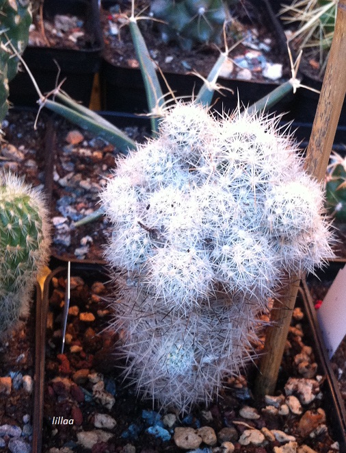Escobaria guadalupensis 