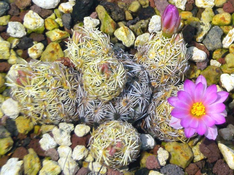 Escobaria minima 