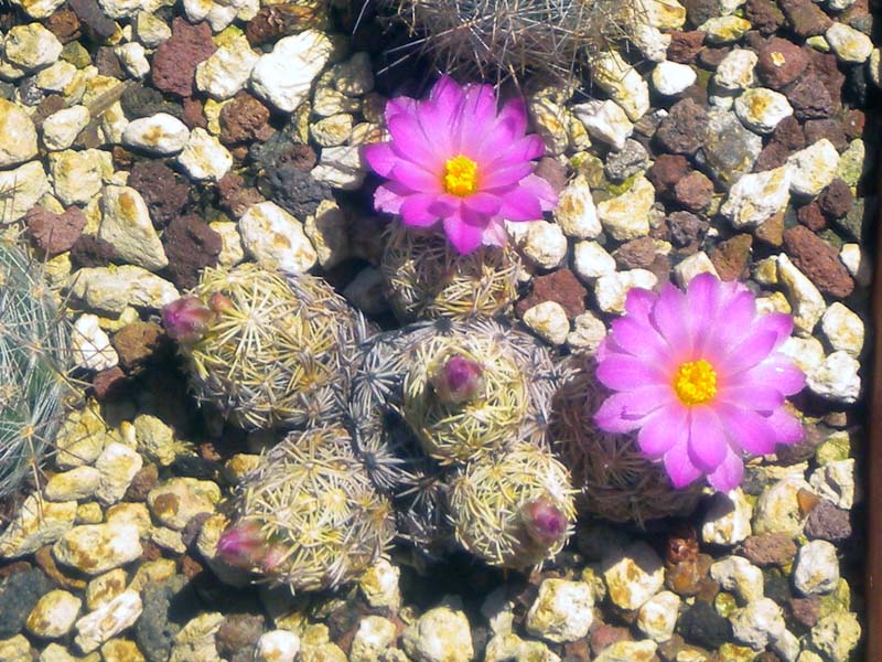Escobaria minima 
