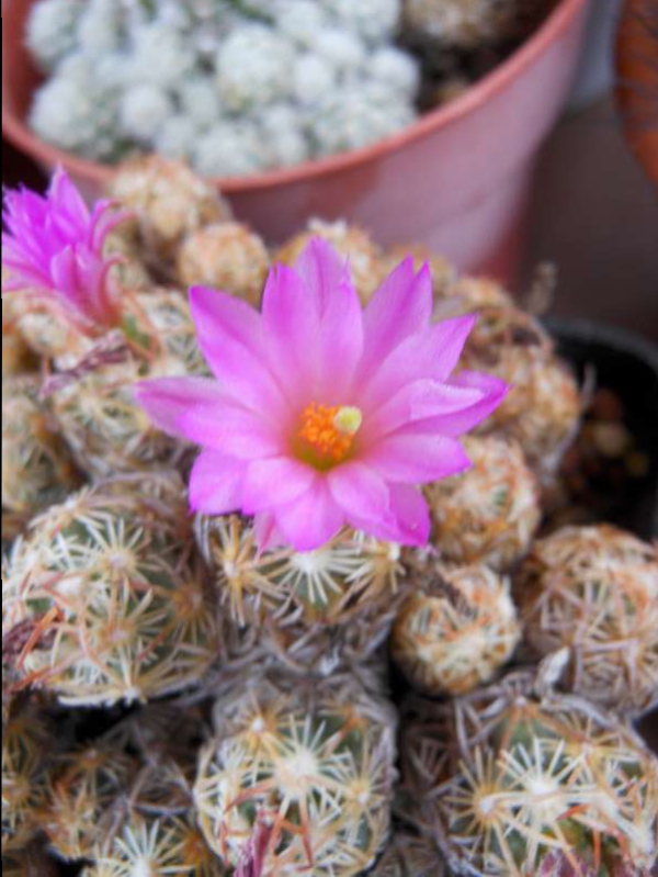 Escobaria minima 