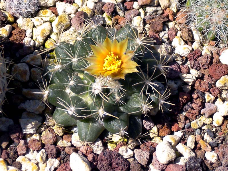 Escobaria missouriensis 