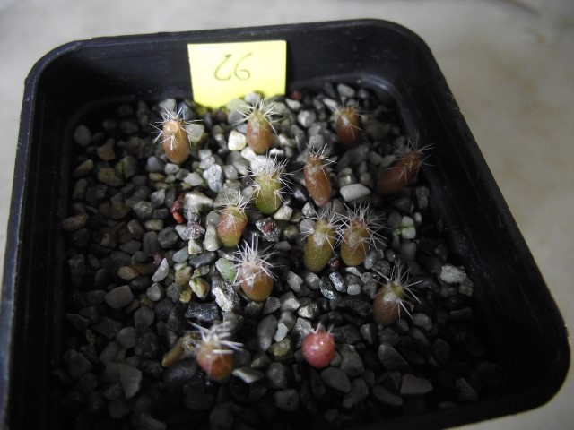 Escobaria vivipara v. neomexicana 