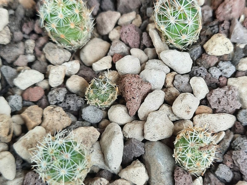 escobaria zilziana