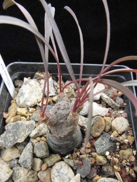 Euphorbia silenifolia 