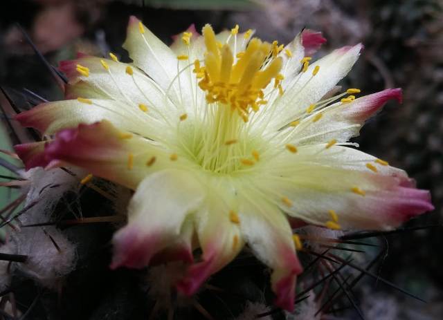 Copiapoa esmeraldana 