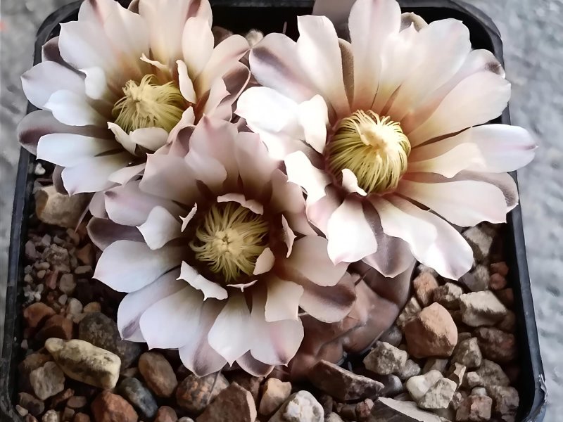 Gymnocalycium esperanzae vos 1791