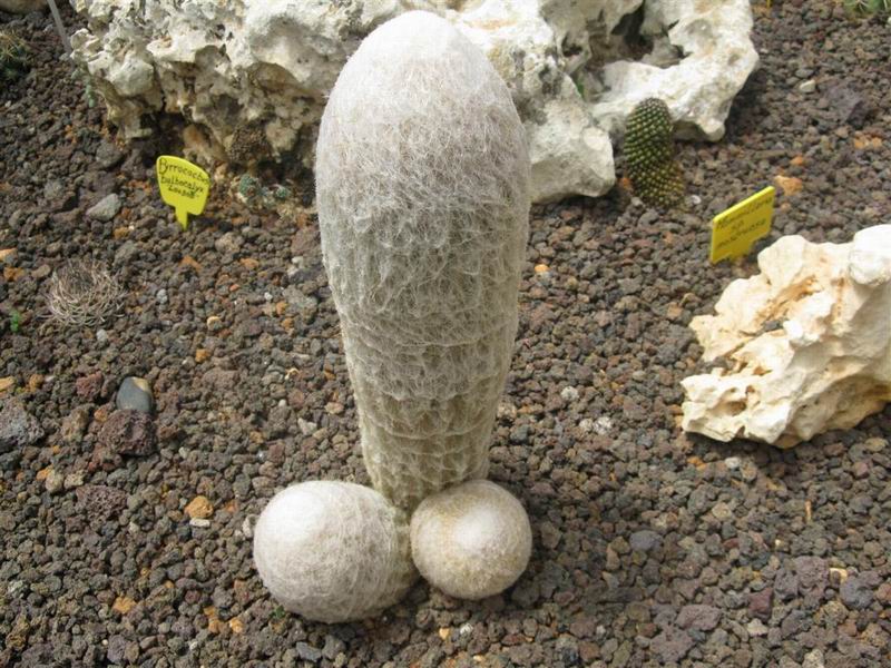Espostoa lanata 