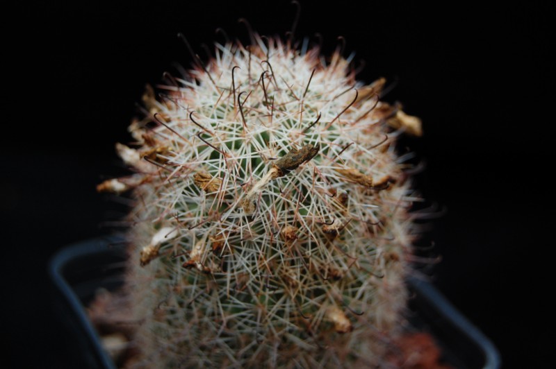 Mammillaria estebanensis 