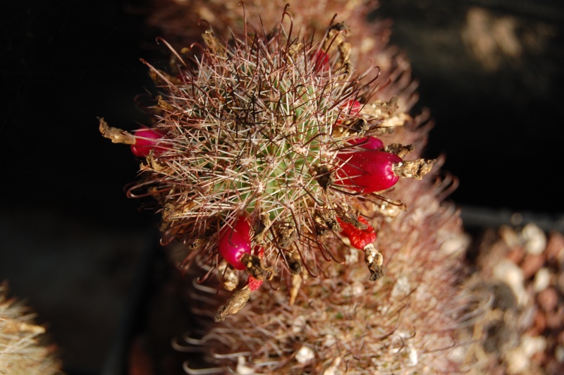 Mammillaria estebanensis 