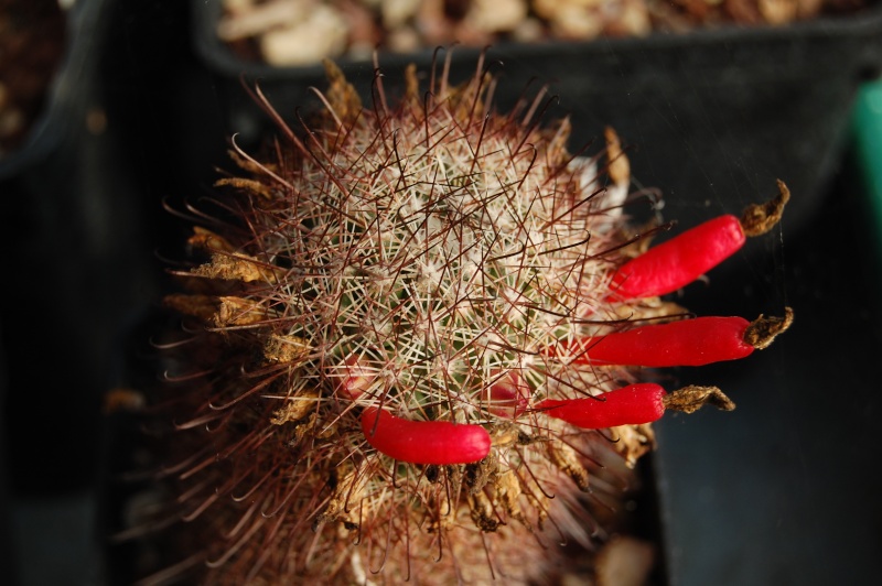 Mammillaria estebanensis 