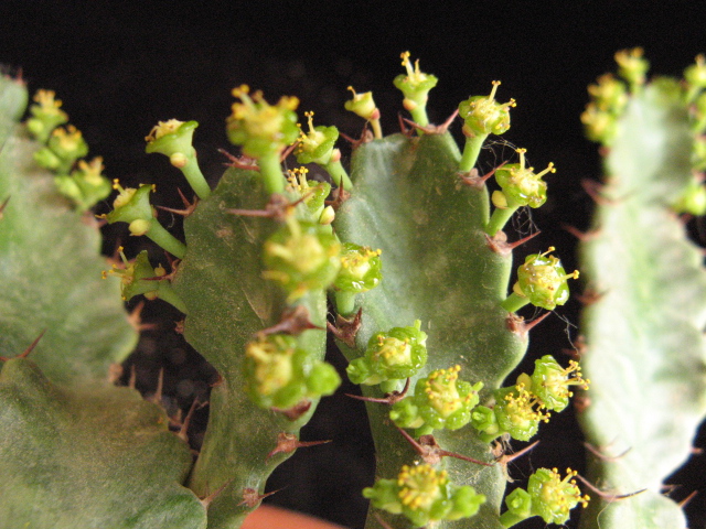 Euphorbia stellata 