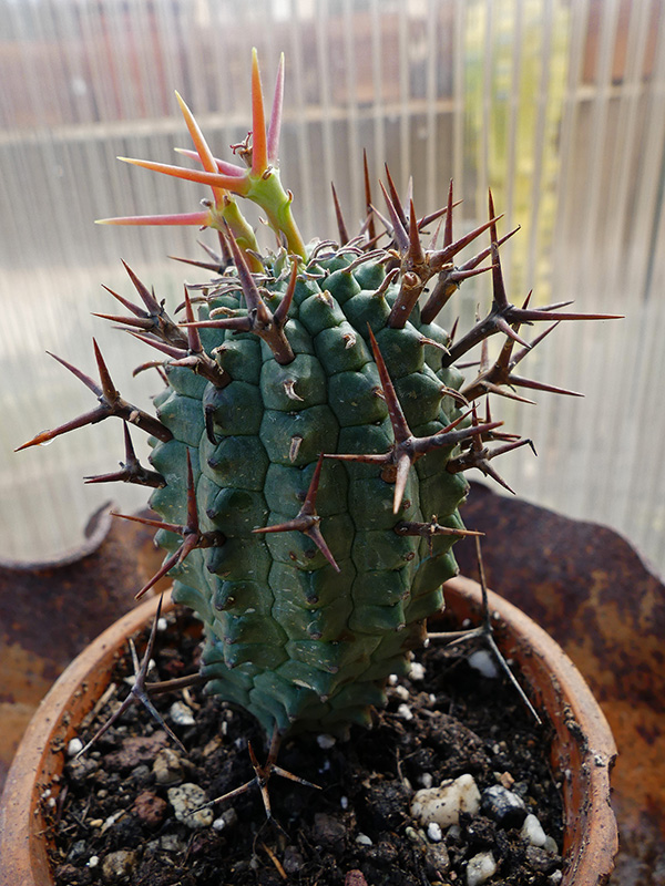 Euphorbia stellispina 