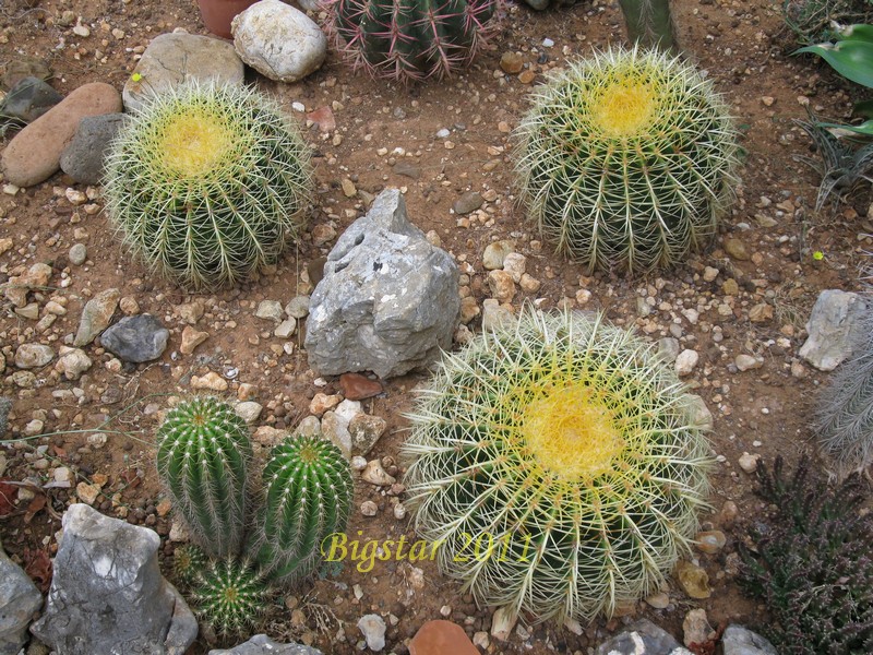 Echinocactus grusonii 