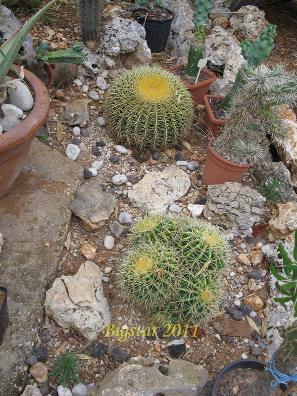 Echinocactus grusonii 