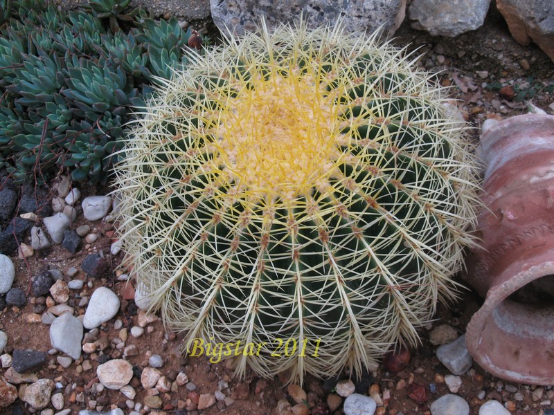 Echinocactus grusonii 