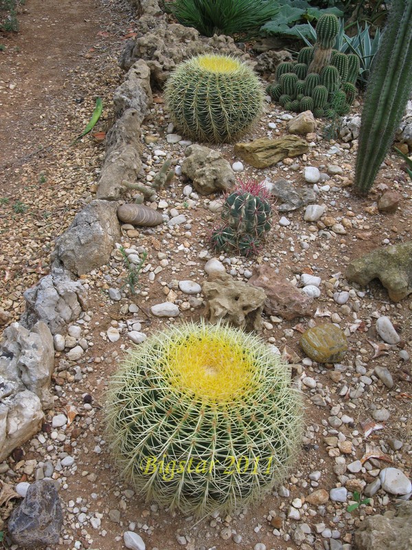 Echinocactus grusonii 