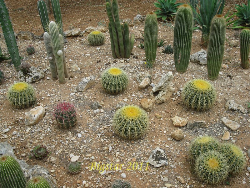 Echinocactus grusonii 