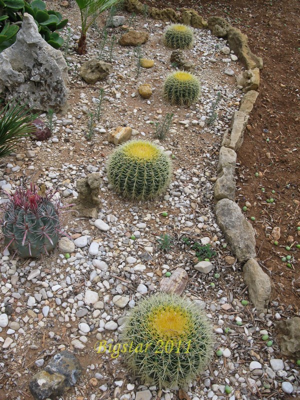 Echinocactus grusonii 