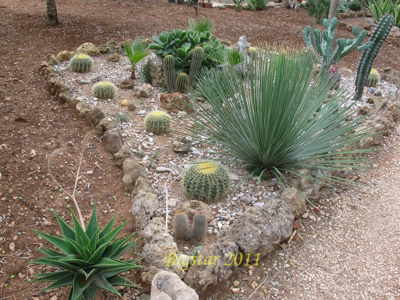 Echinocactus grusonii 