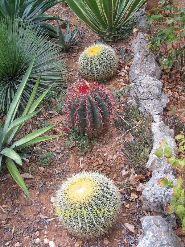 Echinocactus grusonii 