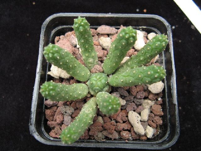 Euphorbia esculenta 