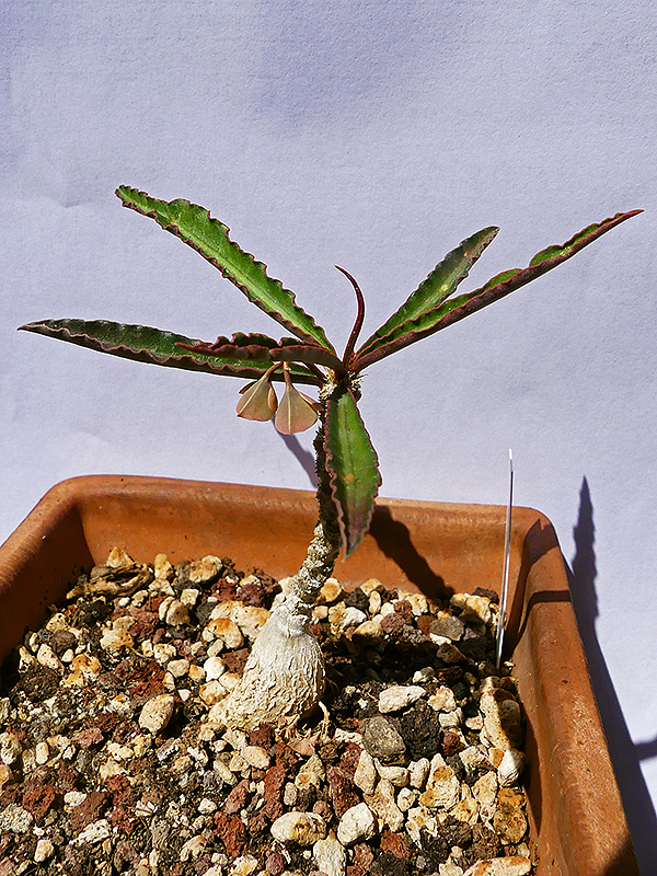 Euphorbia suzannae-marnierae 