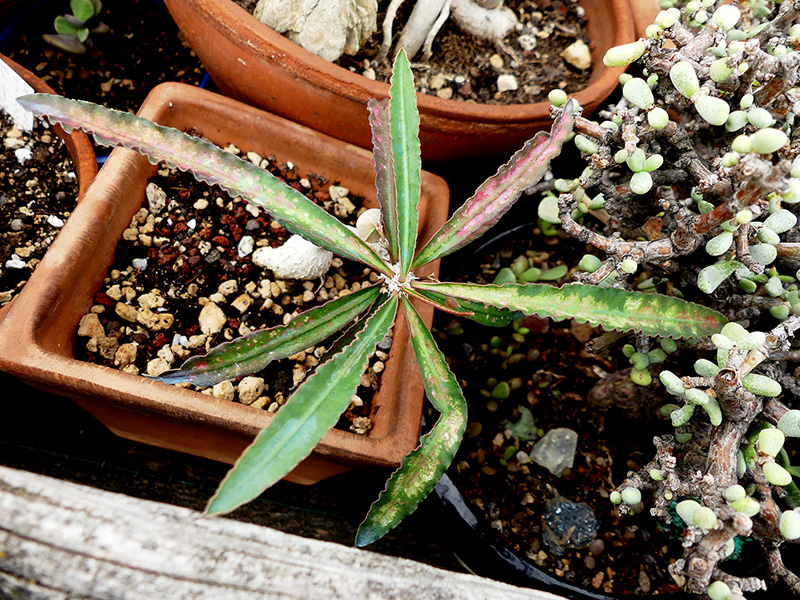 Euphorbia suzannae-marnierae 