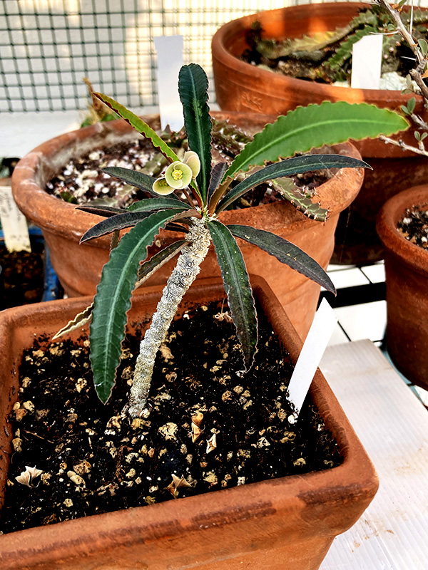 Euphorbia suzannae-marnierae 
