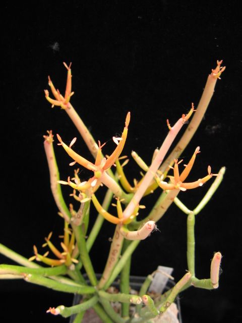 Euphorbia tirucalli cv. stick on fire 